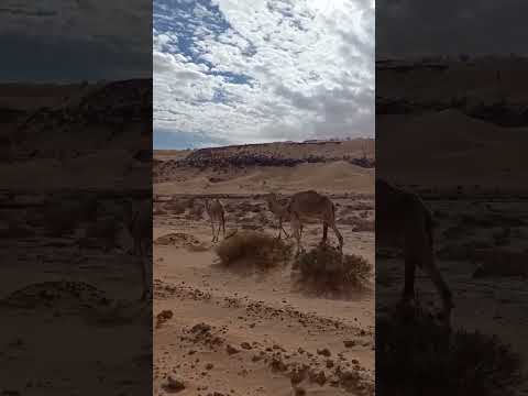 العرق الغربي الكبير هضاب على شكل كثبان رملية