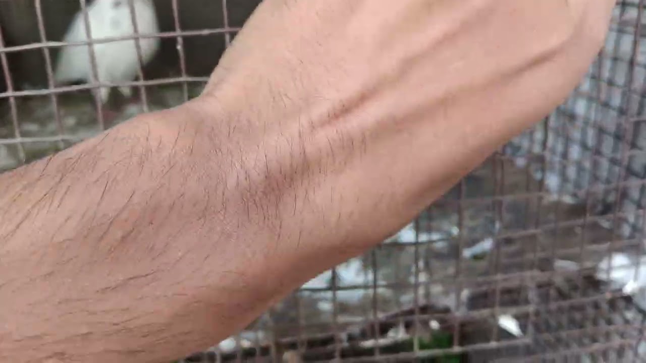 Please subscribe to my channel pigeon vibes 🙏