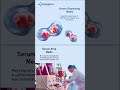 Serum-Free or Serum-Containing Media CHOICE Impacts Clinical Safety