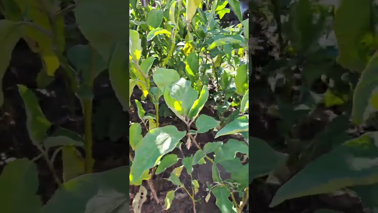 #köy #toprak #bahçe  #köyevi #villagelife #doğalyaşam #cat  #prefabrik #home  #village #köyhayatı