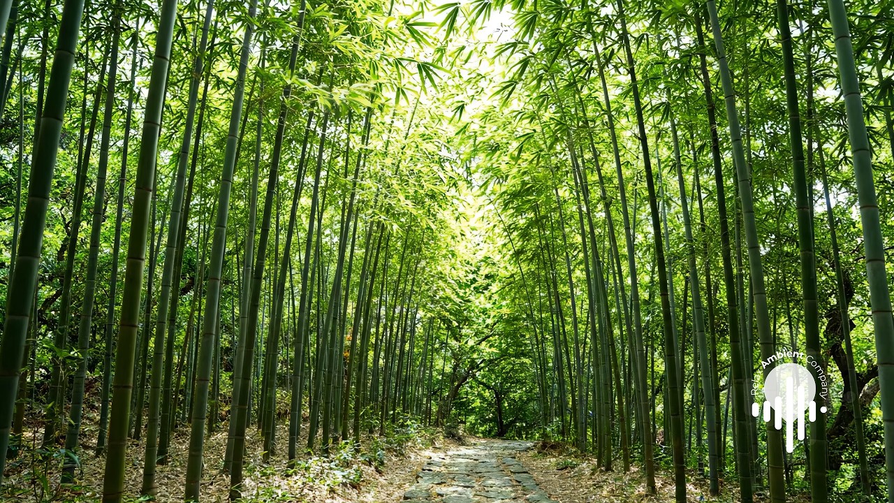 🎋 Bamboo Forest Ambience – Japanese Zen Sounds & Calm Music | 1