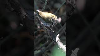 Ovenbird gets going