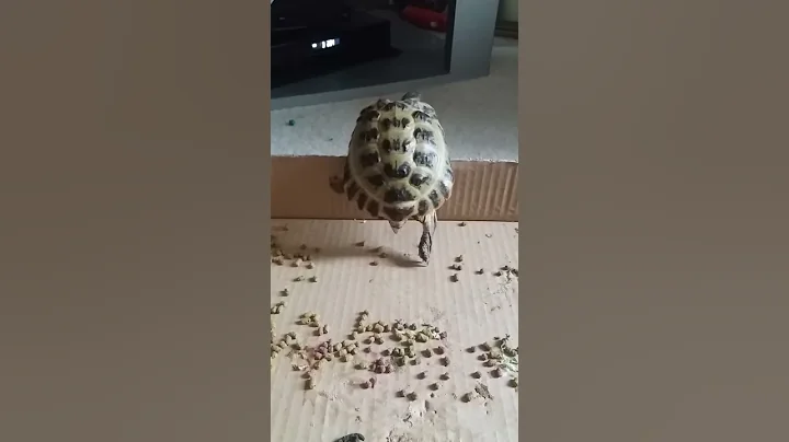 Look at the Tortoise this morning lol