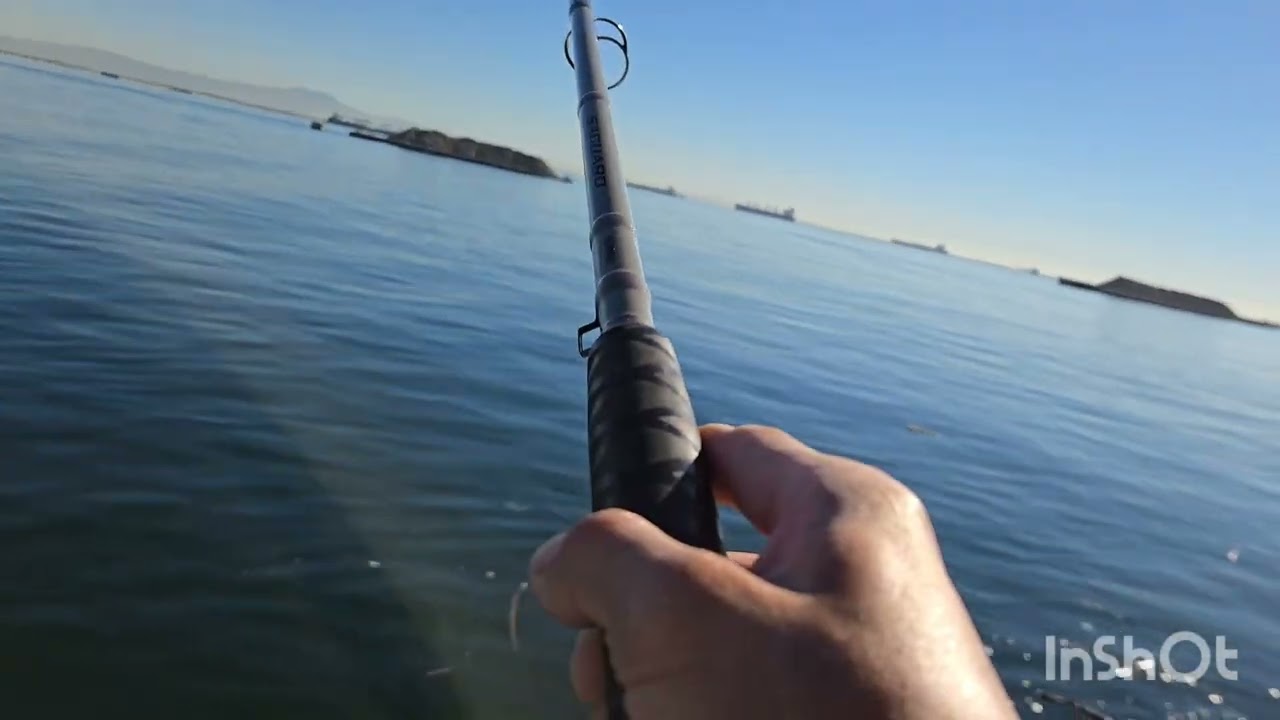 Pier J Fishing cot 2 Bonito ffish,spoted Zebra perch Gps,Opaleye School