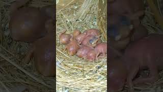 White&Albino Java Chicks 🐣 || FinchEee Profile