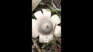 Earth Star Anatomy
Learn the Earth Star’s fungal anatomy with Jacqueline.
#earthstars #spores #sporeliberation #mycology #mushroomeducation #foraging Earth Star Anatomy