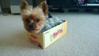 Dina STUCK IN TWIX BOX by DUBReviews 219,354 views 10 years ago 1 minute, 24 seconds