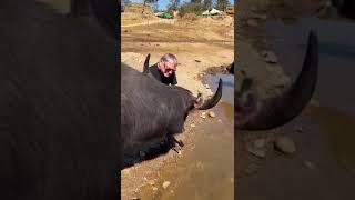 Water Buffalo in North West Thailand