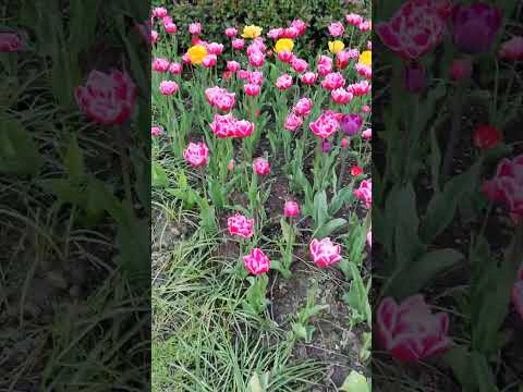 Царицыно — тульпановый рай #тюльпаны #царицыно #май2024