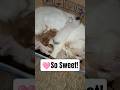 MAMA CAT &amp; HER BABIES 😻❤️ TOO CUTE TO HANDLE! #shorts #catshorts #cute