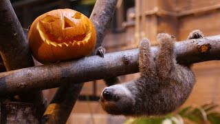 Baby Sloth Edward Gets Ready For Halloween