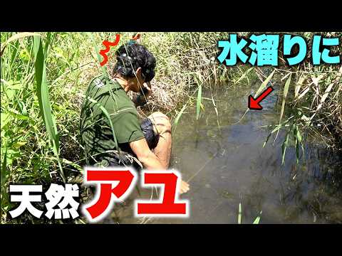 渇水で行き場を失った高級魚が乱舞する楽園があった！！