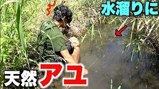 渇水で行き場を失った高級魚が乱舞する楽園があった！！