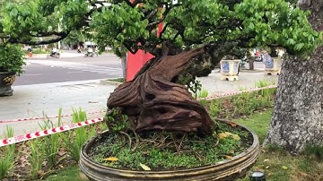 Cây linh sam quá đinh hội tụ tại Quy Nhơn năm 2022