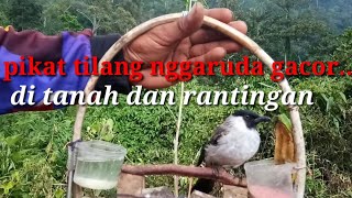 burung kutilang gacor di tanah dan rantingan