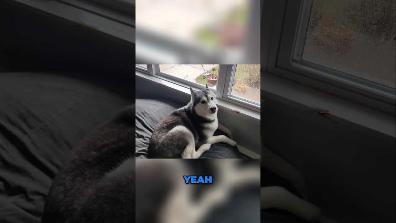 CRAZY Storm! Dog Reacts to INSANE Weather (Near Disaster)