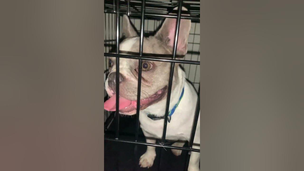 9 Month old Liliac & Isabella piebald Merle YouTube