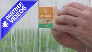 How to Use Koppert Aphipar