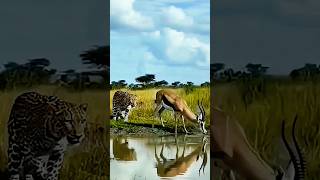 The Gazelle Had No Idea The Leopard Was Right Behind  shorts animalshorts wildlife
