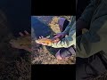 Rather be fishin. #viralshort #shorts #fishing #trout #fyp #viral #subscribe #troutfishing