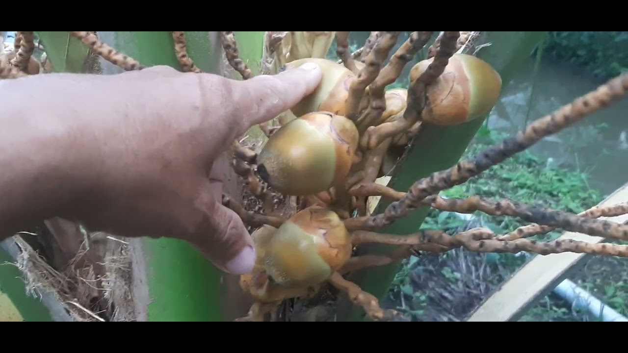 Cách chăm sóc cây dừa mã lai mới cho trái