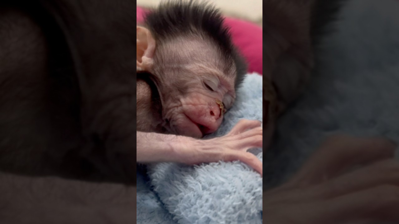 “Baby Cici’s Heartbreaking Dreams After Losing Her Mother – A Touching Story”