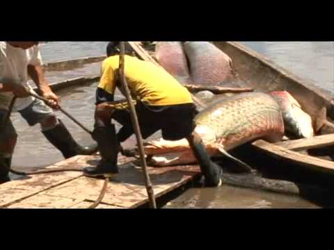 Video: ¿Cómo es el pescado paiche?