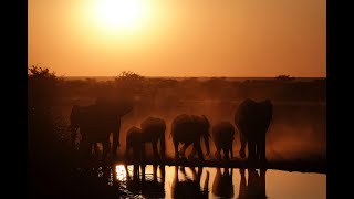 Etosha National Park (Namibia) 2022 - Our Wildlife Highlights in HD documentary