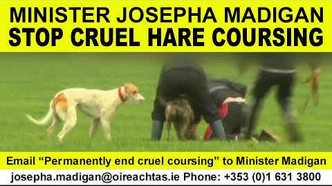 Minister Josepha Madigan urged to stop cruel hare coursing