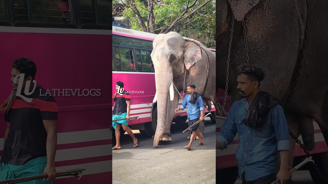 കൂറ്റനാട് ഫെസ്റ്റ്ന് രാവിലെത്തെ കാഴ്ച്ചകൾ🔥