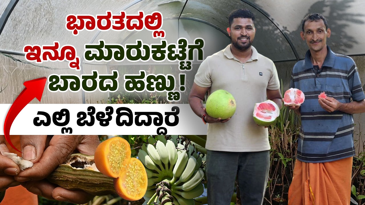 ಭಾರತದಲ್ಲಿ ಇನ್ನೂ ಮಾರುಕಟ್ಟೆಗೆ ಬಾರದ ಹಣ್ಣುಗಳನ್ನು ಎಲ್ಲಿ ಬೆಳೆದಿದ್ದಾರೆ ನೋಡಿ #InternationalFruits