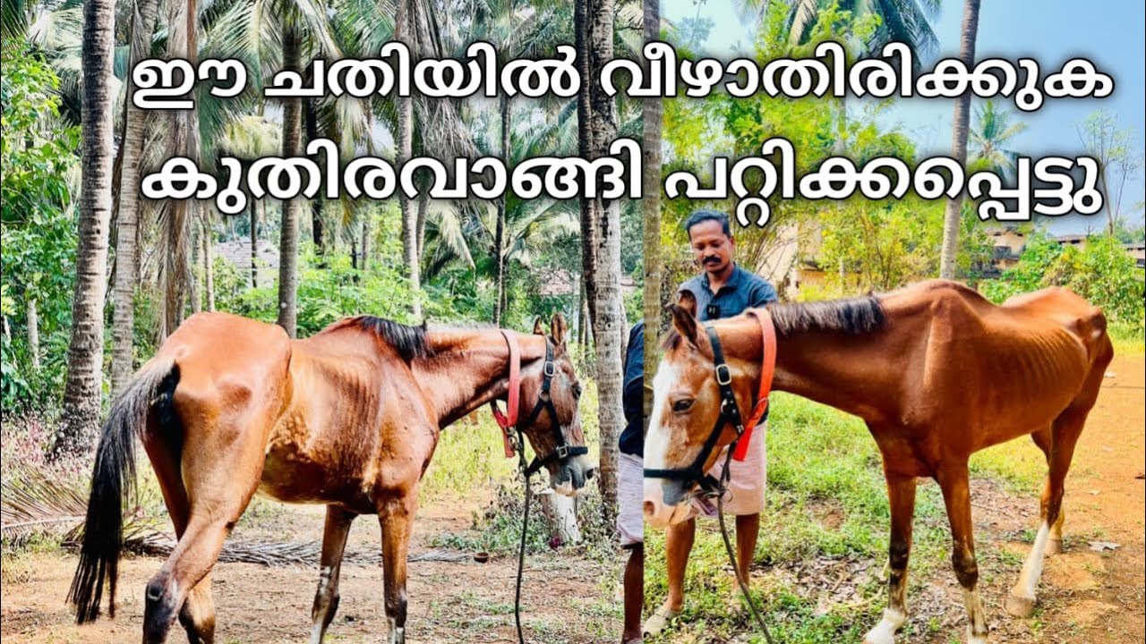 ഈ ചതിയിൽ വീഴാതിരിക്കുക നഷ്ടപ്പെട്ടത് മുക്കാൽ ലക്ഷം രൂപ horse 