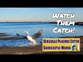 Playing Catch With Seagulls | Sandcastle Mania