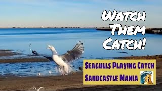 Playing Catch With Seagulls | Sandcastle Mania