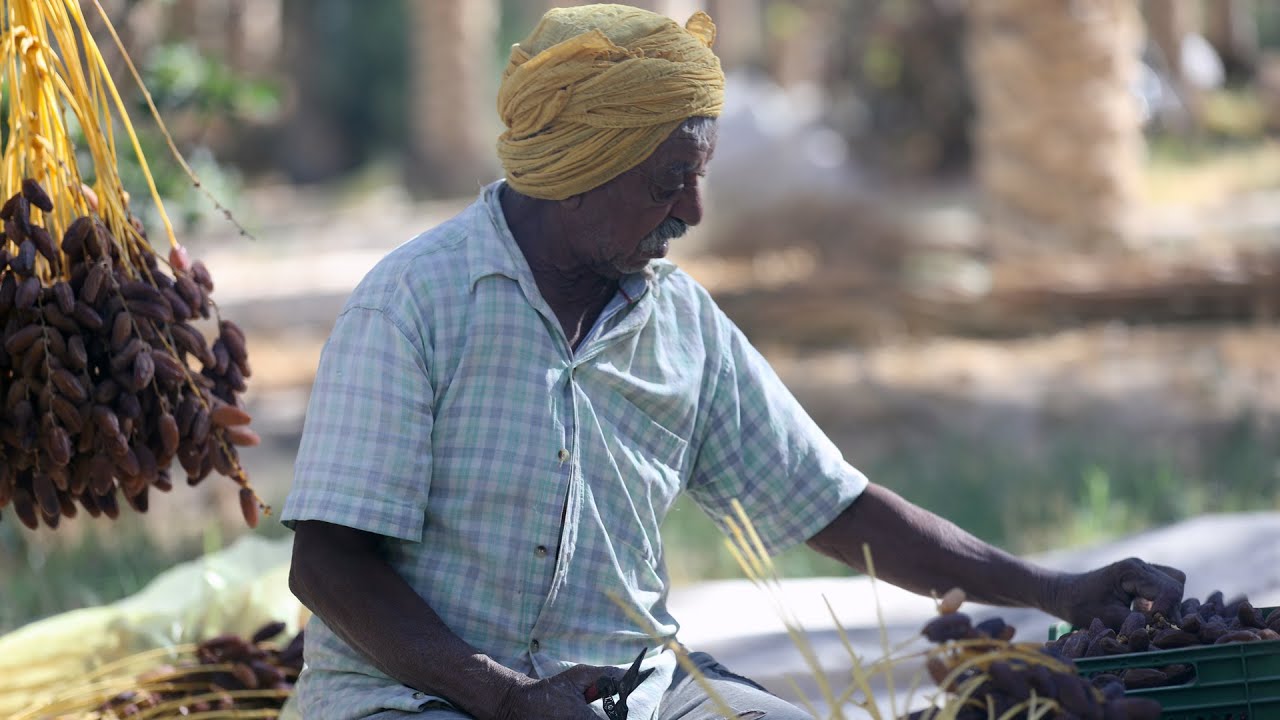 قبلي: موسم جني التمور، مشاكل مزمنة وأخرى مستجدة