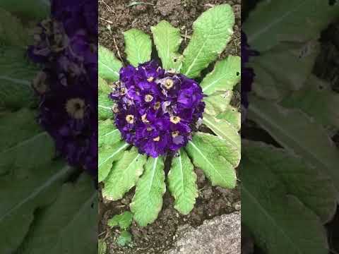 ملحم بركات حلات وتساب ما في ورد بيطلب مي الورد الود بيقى سكوت 