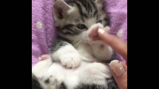 9GAG  Go Fun Yourself on Instagram  “Aww this is pawful  Follow @9gag       📹@tansoku love #9gag #k