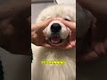 This Dog Looks Fake But Watch This