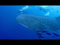 Whale Sharks and Filter Feeding