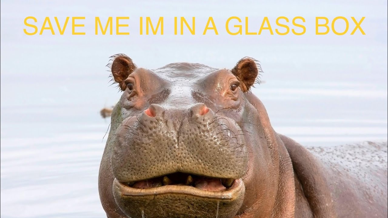 SAVE THE HIPPOS*