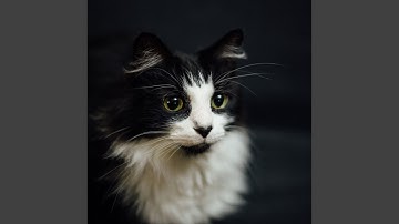 Subtle Moods for Mysterious Cat Behavior