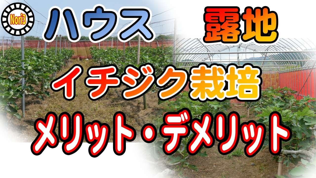 【イチジク】必見！ハウスと露地栽培のメリット、デメリットについて