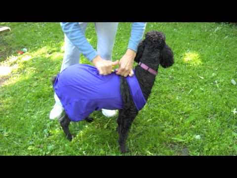 homemade thundershirt dog