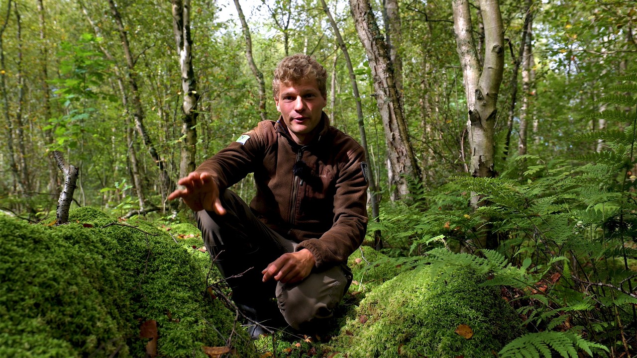 Veenmos: de klimaatheld van Noord-Holland