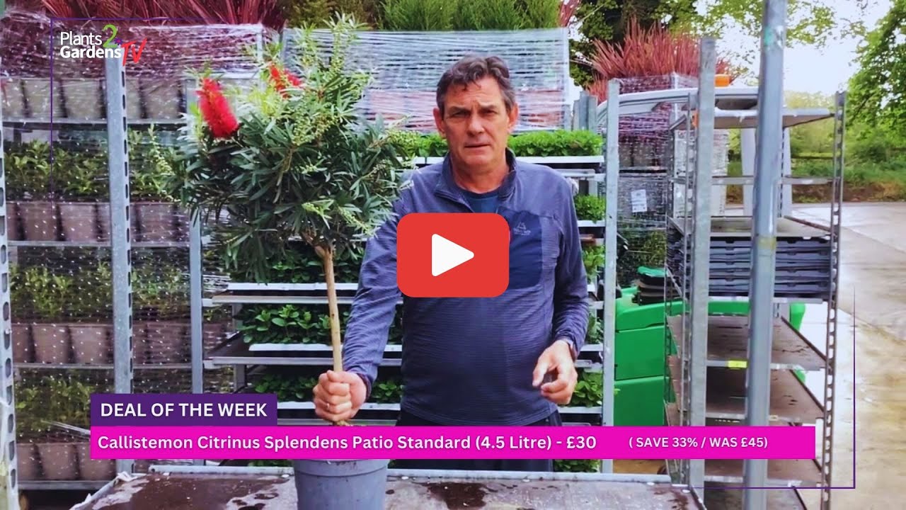 Callistemon Citrinus Splendens – RHS Award-Winner for Stunning Patio Colour 🌺🐝