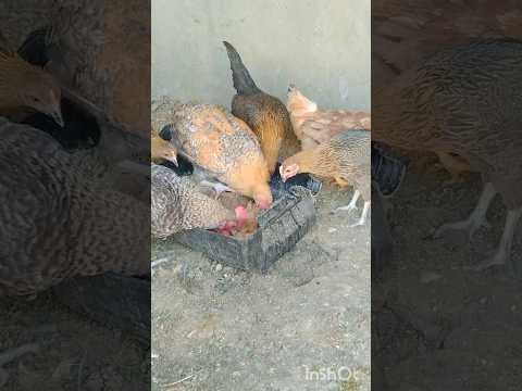 أفضل مضاد حيوى طبيعى معوى وتنفسى للفراخ مزرعة حسام موسى