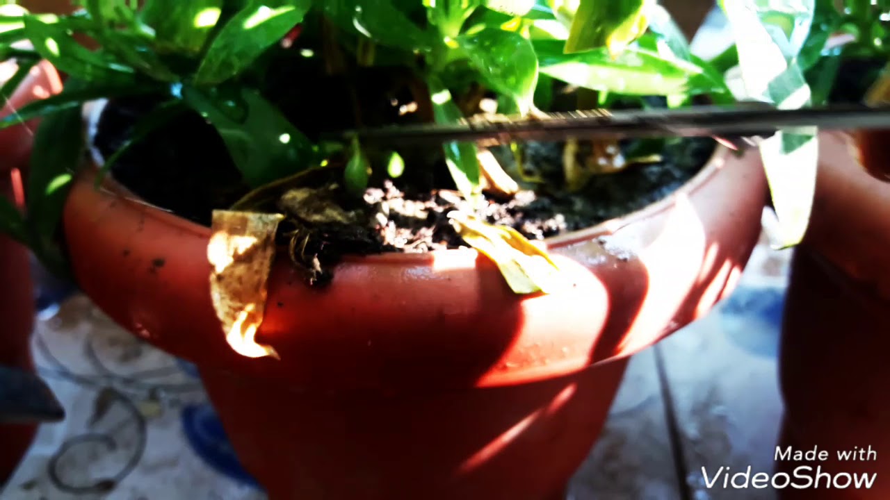 How to collect dianthus seeds. YouTube