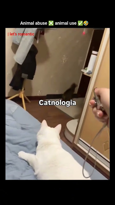 animal abuse ❎ animal use ✅🤣😭 #song #music #explore #funny #funnyvideo #memes #cat #love #trending