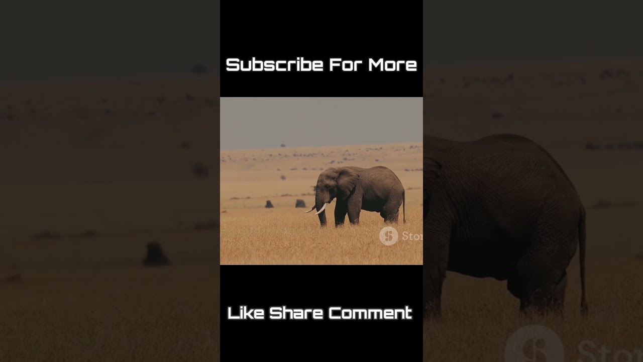 Animal Kingdom Showdown 😱