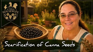 Easy Scarification of 120 Canna Seeds in Just Over 5 Minutes for Better Germination 